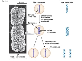 Fig. 12-4
0.5 µm Chromosomes
Chromosome
duplication
(including DNA
synthesis)
Chromo-
some arm
Centromere
Sister
chromatids
DNA molecules
Separation of
sister chromatids
Centromere
Sister chromatids
 