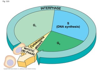 Fig. 12-5
S
(DNA synthesis)
MITOTIC
(M) PHASE
M
i
t
o
s
i
s
Cytokinesis
G1
G2
 