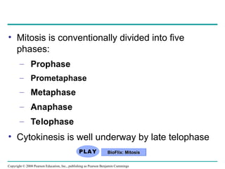 • Mitosis is conventionally divided into five
phases:
– Prophase
– Prometaphase
– Metaphase
– Anaphase
– Telophase
• Cytokinesis is well underway by late telophase
BioFlix: Mitosis
BioFlix: Mitosis
Copyright © 2008 Pearson Education, Inc., publishing as Pearson Benjamin Cummings
 