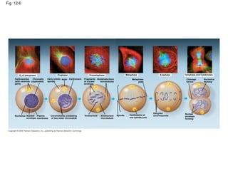Fig. 12-6
G2 of Interphase
Centrosomes
(with centriole
pairs)
Chromatin
(duplicated)
Nucleolus Nuclear
envelope
Plasma
membrane
Early mitotic
spindle
Aster Centromere
Chromosome, consisting
of two sister chromatids
Prophase Prometaphase
Fragments
of nuclear
envelope
Nonkinetochore
microtubules
Kinetochore Kinetochore
microtubule
Metaphase
Metaphase
plate
Spindle Centrosome at
one spindle pole
Anaphase
Daughter
chromosomes
Telophase and Cytokinesis
Cleavage
furrow
Nucleolus
forming
Nuclear
envelope
forming
 