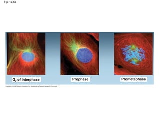 Prophase
Fig. 12-6a
Prometaphase
G2 of Interphase
 