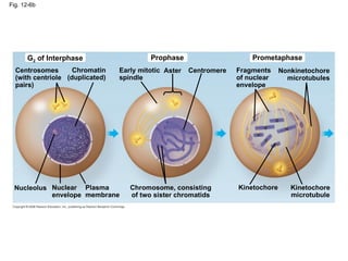 Fig. 12-6b
Prometaphase
Prophase
G2 of Interphase
Nonkinetochore
microtubules
Fragments
of nuclear
envelope
Aster Centromere
Early mitotic
spindle
Chromatin
(duplicated)
Centrosomes
(with centriole
pairs)
Nucleolus Nuclear
envelope
Plasma
membrane
Chromosome, consisting
of two sister chromatids
Kinetochore Kinetochore
microtubule
 