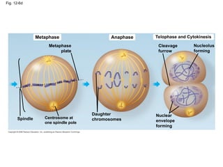 Fig. 12-6d
Metaphase Anaphase Telophase and Cytokinesis
Cleavage
furrow
Nucleolus
forming
Metaphase
plate
Centrosome at
one spindle pole
Spindle
Daughter
chromosomes
Nuclear
envelope
forming
 