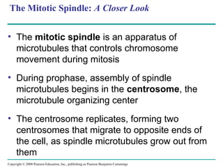 The Mitotic Spindle: A Closer Look
• The mitotic spindle is an apparatus of
microtubules that controls chromosome
movement during mitosis
• During prophase, assembly of spindle
microtubules begins in the centrosome, the
microtubule organizing center
• The centrosome replicates, forming two
centrosomes that migrate to opposite ends of
the cell, as spindle microtubules grow out from
them
Copyright © 2008 Pearson Education, Inc., publishing as Pearson Benjamin Cummings
 