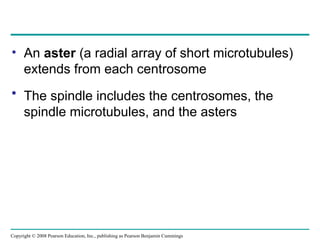 • An aster (a radial array of short microtubules)
extends from each centrosome
• The spindle includes the centrosomes, the
spindle microtubules, and the asters
Copyright © 2008 Pearson Education, Inc., publishing as Pearson Benjamin Cummings
 