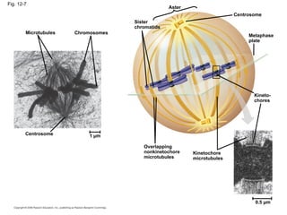 Fig. 12-7
Microtubules Chromosomes
Sister
chromatids
Aster
Metaphase
plate
Centrosome
Kineto-
chores
Kinetochore
microtubules
Overlapping
nonkinetochore
microtubules
Centrosome 1 µm
0.5 µm
 