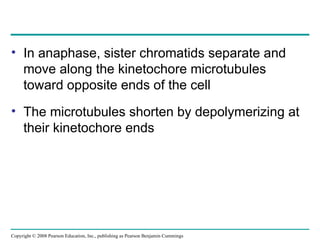 • In anaphase, sister chromatids separate and
move along the kinetochore microtubules
toward opposite ends of the cell
• The microtubules shorten by depolymerizing at
their kinetochore ends
Copyright © 2008 Pearson Education, Inc., publishing as Pearson Benjamin Cummings
 