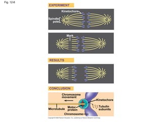 Fig. 12-8
EXPERIMENT
Kinetochore
RESULTS
CONCLUSION
Spindle
pole
Mark
Chromosome
movement
Kinetochore
Microtubule
Motor
protein
Chromosome
Tubulin
subunits
 