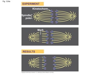 Fig. 12-8a
Kinetochore
Spindle
pole
Mark
EXPERIMENT
RESULTS
 