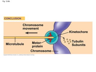 Fig. 12-8b
Kinetochore
Microtubule
Tubulin
Subunits
Chromosome
Chromosome
movement
Motor
protein
CONCLUSION
 