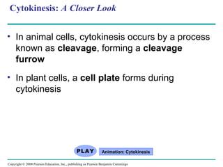 Cytokinesis: A Closer Look
• In animal cells, cytokinesis occurs by a process
known as cleavage, forming a cleavage
furrow
• In plant cells, a cell plate forms during
cytokinesis
Animation: Cytokinesis
Animation: Cytokinesis
Copyright © 2008 Pearson Education, Inc., publishing as Pearson Benjamin Cummings
 