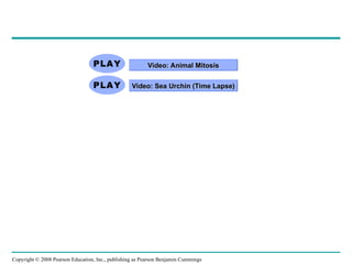 Video: Sea Urchin (Time Lapse)
Video: Sea Urchin (Time Lapse)
Video: Animal Mitosis
Video: Animal Mitosis
Copyright © 2008 Pearson Education, Inc., publishing as Pearson Benjamin Cummings
 