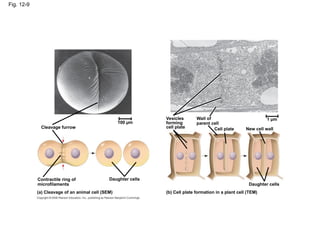 Fig. 12-9
Cleavage furrow
100 µm
Contractile ring of
microfilaments
Daughter cells
(a) Cleavage of an animal cell (SEM) (b) Cell plate formation in a plant cell (TEM)
Vesicles
forming
cell plate
Wall of
parent cell
Cell plate
Daughter cells
New cell wall
1 µm
 