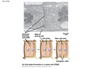 Fig. 12-9b
Daughter cells
(b) Cell plate formation in a plant cell (TEM)
Vesicles
forming
cell plate
Wall of
parent cell
New cell wall
Cell plate
1 µm
 