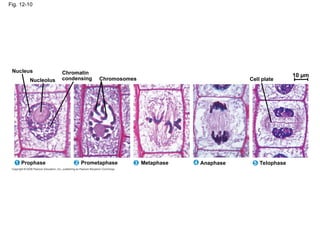 Fig. 12-10
Chromatin
condensing
Metaphase Anaphase Telophase
Prometaphase
Nucleus
Prophase
1 2 3 5
4
Nucleolus Chromosomes Cell plate
10 µm
 