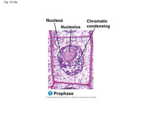 Fig. 12-10a
Nucleus
Prophase
1
Nucleolus
Chromatin
condensing
 