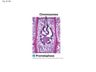 Fig. 12-10b
Prometaphase
2
Chromosomes
 