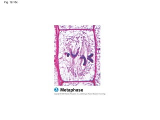 Fig. 12-10c
Metaphase
3
 