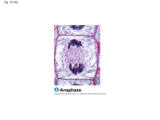 Fig. 12-10d
Anaphase
4
 