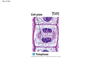Fig. 12-10e
Telophase
5
Cell plate
10 µm
 