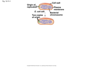 Fig. 12-11-1
Origin of
replication
Two copies
of origin
E. coli cell
Bacterial
chromosome
Plasma
membrane
Cell wall
 