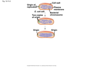 Fig. 12-11-2
Origin of
replication
Two copies
of origin
E. coli cell
Bacterial
chromosome
Plasma
membrane
Cell wall
Origin Origin
 