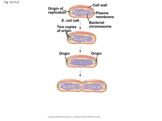 Fig. 12-11-3
Origin of
replication
Two copies
of origin
E. coli cell
Bacterial
chromosome
Plasma
membrane
Cell wall
Origin Origin
 