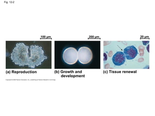 Fig. 12-2
100 µm 200 µm 20 µm
(a) Reproduction (b) Growth and
development
(c) Tissue renewal
 