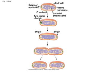 Fig. 12-11-4
Origin of
replication
Two copies
of origin
E. coli cell
Bacterial
chromosome
Plasma
membrane
Cell wall
Origin Origin
 