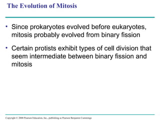 The Evolution of Mitosis
• Since prokaryotes evolved before eukaryotes,
mitosis probably evolved from binary fission
• Certain protists exhibit types of cell division that
seem intermediate between binary fission and
mitosis
Copyright © 2008 Pearson Education, Inc., publishing as Pearson Benjamin Cummings
 