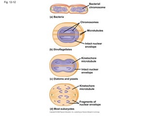 Fig. 12-12
(a) Bacteria
Bacterial
chromosome
Chromosomes
Microtubules
Intact nuclear
envelope
(b) Dinoflagellates
Kinetochore
microtubule
Intact nuclear
envelope
(c) Diatoms and yeasts
Kinetochore
microtubule
Fragments of
nuclear envelope
(d) Most eukaryotes
 