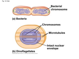 Fig. 12-12ab
Bacterial
chromosome
Chromosomes
Microtubules
(a) Bacteria
(b) Dinoflagellates
Intact nuclear
envelope
 