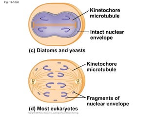 Fig. 12-12cd
Kinetochore
microtubule
(c) Diatoms and yeasts
Kinetochore
microtubule
(d) Most eukaryotes
Fragments of
nuclear envelope
Intact nuclear
envelope
 