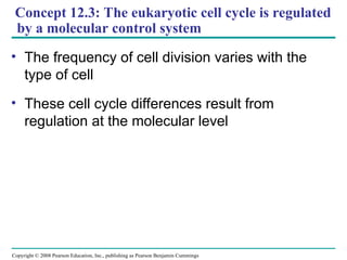 Concept 12.3: The eukaryotic cell cycle is regulated
by a molecular control system
• The frequency of cell division varies with the
type of cell
• These cell cycle differences result from
regulation at the molecular level
Copyright © 2008 Pearson Education, Inc., publishing as Pearson Benjamin Cummings
 