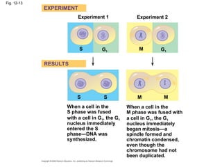 Fig. 12-13
Experiment 1 Experiment 2
EXPERIMENT
RESULTS
S G1
M G1
M M
S
S
When a cell in the
S phase was fused
with a cell in G1, the G1
nucleus immediately
entered the S
phase—DNA was
synthesized.
When a cell in the
M phase was fused with
a cell in G1, the G1
nucleus immediately
began mitosis—a
spindle formed and
chromatin condensed,
even though the
chromosome had not
been duplicated.
 