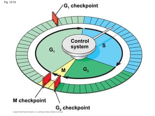 Fig. 12-14
S
G1
M checkpoint
G2
M
Control
system
G1 checkpoint
G2 checkpoint
 