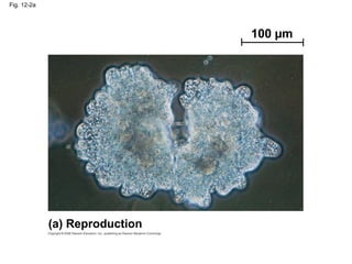 Fig. 12-2a
100 µm
(a) Reproduction
 