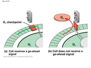 Fig. 12-15
G1
G0
G1 checkpoint
(a) Cell receives a go-ahead
signal
G1
(b) Cell does not receive a
go-ahead signal
 