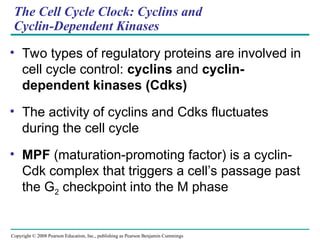 The Cell Cycle Clock: Cyclins and
Cyclin-Dependent Kinases
• Two types of regulatory proteins are involved in
cell cycle control: cyclins and cyclin-
dependent kinases (Cdks)
• The activity of cyclins and Cdks fluctuates
during the cell cycle
• MPF (maturation-promoting factor) is a cyclin-
Cdk complex that triggers a cell’s passage past
the G2 checkpoint into the M phase
Copyright © 2008 Pearson Education, Inc., publishing as Pearson Benjamin Cummings
 