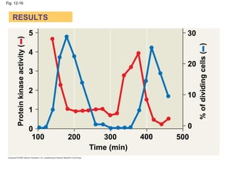 Fig. 12-16
Protein
kinase
activity
(–
)
%
of
dividing
cells
(–
)
Time (min)
300
200 400
100
0
1
2
3
4
5 30
500
0
20
10
RESULTS
 