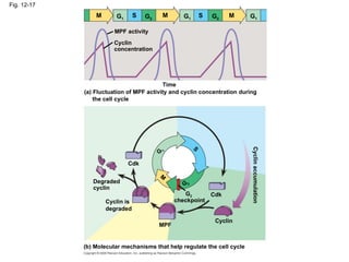 Fig. 12-17
M G1
S G2
M G1
S G2
M G1
MPF activity
Cyclin
concentration
Time
(a) Fluctuation of MPF activity and cyclin concentration during
the cell cycle
Degraded
cyclin
Cdk
G 1
S
G2
M
Cdk
G2
checkpoint
Cyclin is
degraded
Cyclin
MPF
(b) Molecular mechanisms that help regulate the cell cycle
Cyclin
accumulation
 