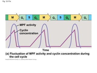 Fig. 12-17a
Time
(a) Fluctuation of MPF activity and cyclin concentration during
the cell cycle
Cyclin
concentration
MPF activity
M M M
S
S
G1 G1 G1
G2 G2
 