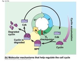 Fig. 12-17b
Cyclin is
degraded
Cdk
MPF
Cdk
M
S
G
1
G2
checkpoint
Degraded
cyclin
Cyclin
(b) Molecular mechanisms that help regulate the cell cycle
G2
Cyclin
accumulation
 