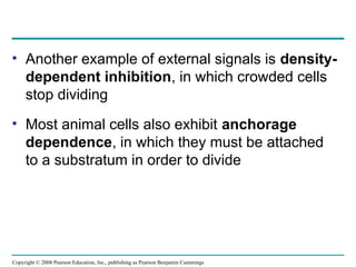 • Another example of external signals is density-
dependent inhibition, in which crowded cells
stop dividing
• Most animal cells also exhibit anchorage
dependence, in which they must be attached
to a substratum in order to divide
Copyright © 2008 Pearson Education, Inc., publishing as Pearson Benjamin Cummings
 