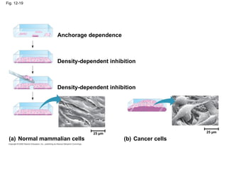 Fig. 12-19
Anchorage dependence
Density-dependent inhibition
Density-dependent inhibition
(a) Normal mammalian cells (b) Cancer cells
25 µm
25 µm
 