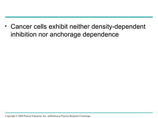 • Cancer cells exhibit neither density-dependent
inhibition nor anchorage dependence
Copyright © 2008 Pearson Education, Inc., publishing as Pearson Benjamin Cummings
 