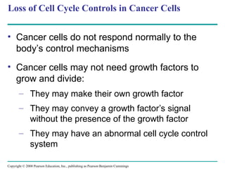 Loss of Cell Cycle Controls in Cancer Cells
• Cancer cells do not respond normally to the
body’s control mechanisms
• Cancer cells may not need growth factors to
grow and divide:
– They may make their own growth factor
– They may convey a growth factor’s signal
without the presence of the growth factor
– They may have an abnormal cell cycle control
system
Copyright © 2008 Pearson Education, Inc., publishing as Pearson Benjamin Cummings
 