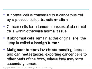 • A normal cell is converted to a cancerous cell
by a process called transformation
• Cancer cells form tumors, masses of abnormal
cells within otherwise normal tissue
• If abnormal cells remain at the original site, the
lump is called a benign tumor
• Malignant tumors invade surrounding tissues
and can metastasize, exporting cancer cells to
other parts of the body, where they may form
secondary tumors
Copyright © 2008 Pearson Education, Inc., publishing as Pearson Benjamin Cummings
 