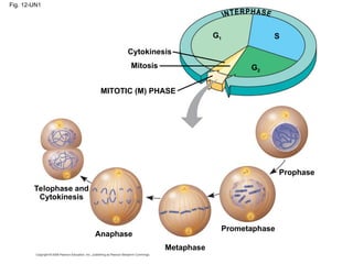 Fig. 12-UN1
Telophase and
Cytokinesis
Anaphase
Metaphase
Prometaphase
Prophase
MITOTIC (M) PHASE
Cytokinesis
Mitosis
S
G1
G2
 