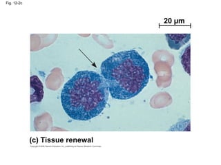 Fig. 12-2c
20 µm
(c) Tissue renewal
 